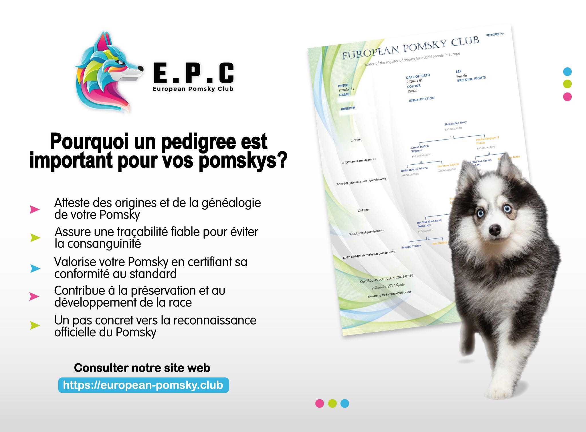 L'importance d'un pedigree pour votre Pomsky
