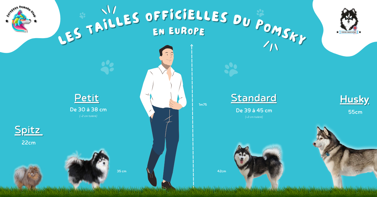 📣 Annonce des nouvelles tailles officielles du Pomsky