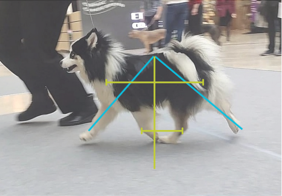 Pomsky