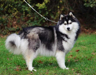 Pomsky