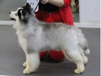 Pomsky