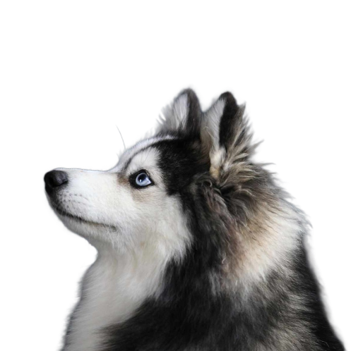 Pomsky