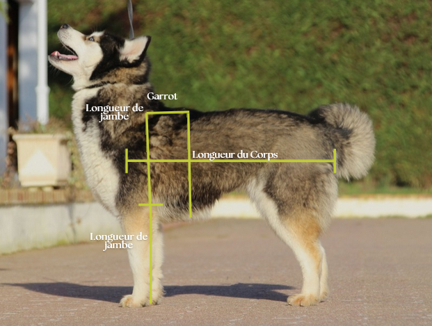 Pomsky