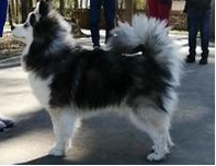Pomsky