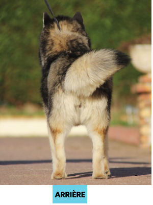 Pomsky