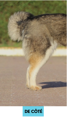 Pomsky