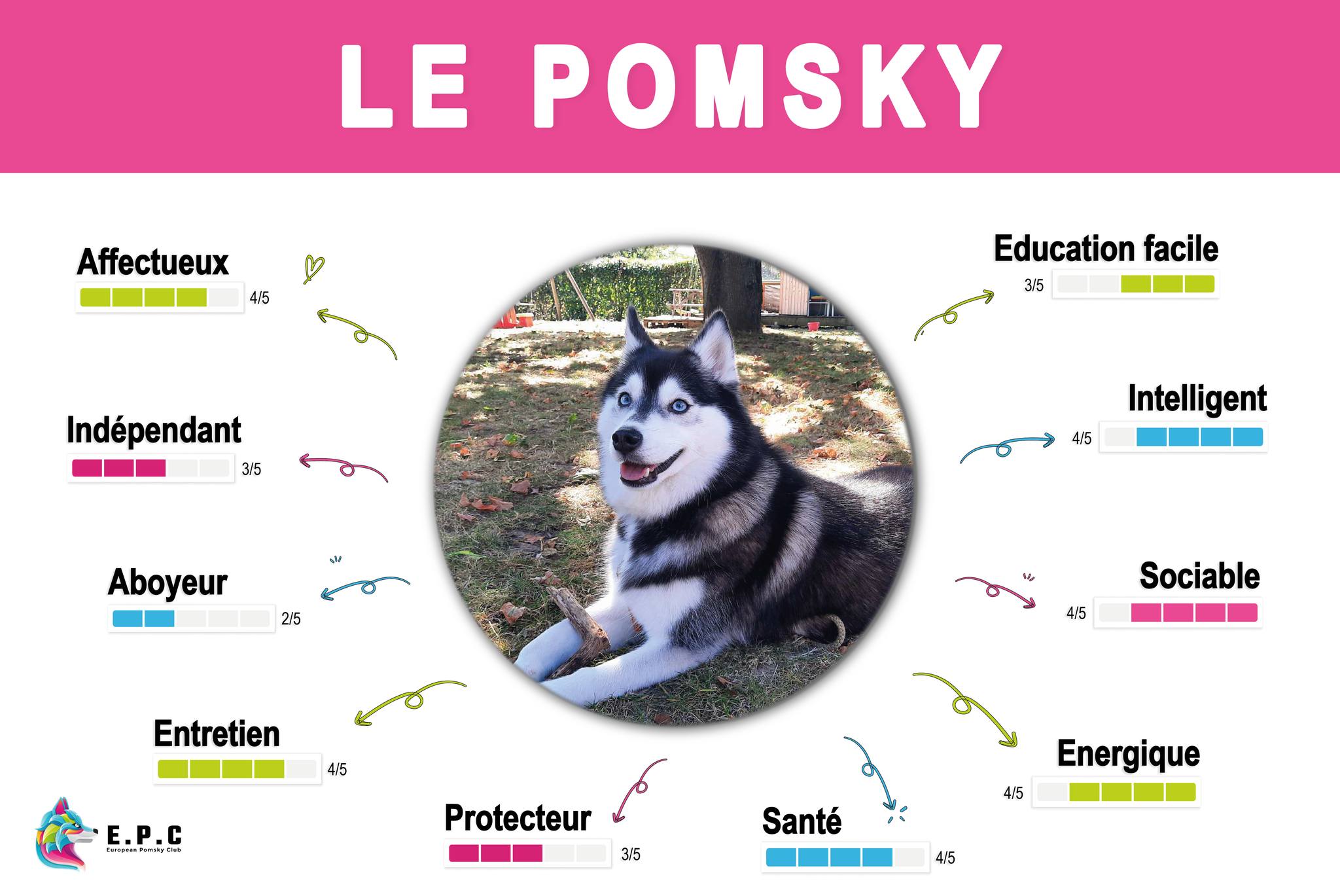 Pomsky et ses caractéristiques