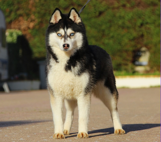 Pomsky