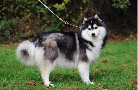 Pomsky