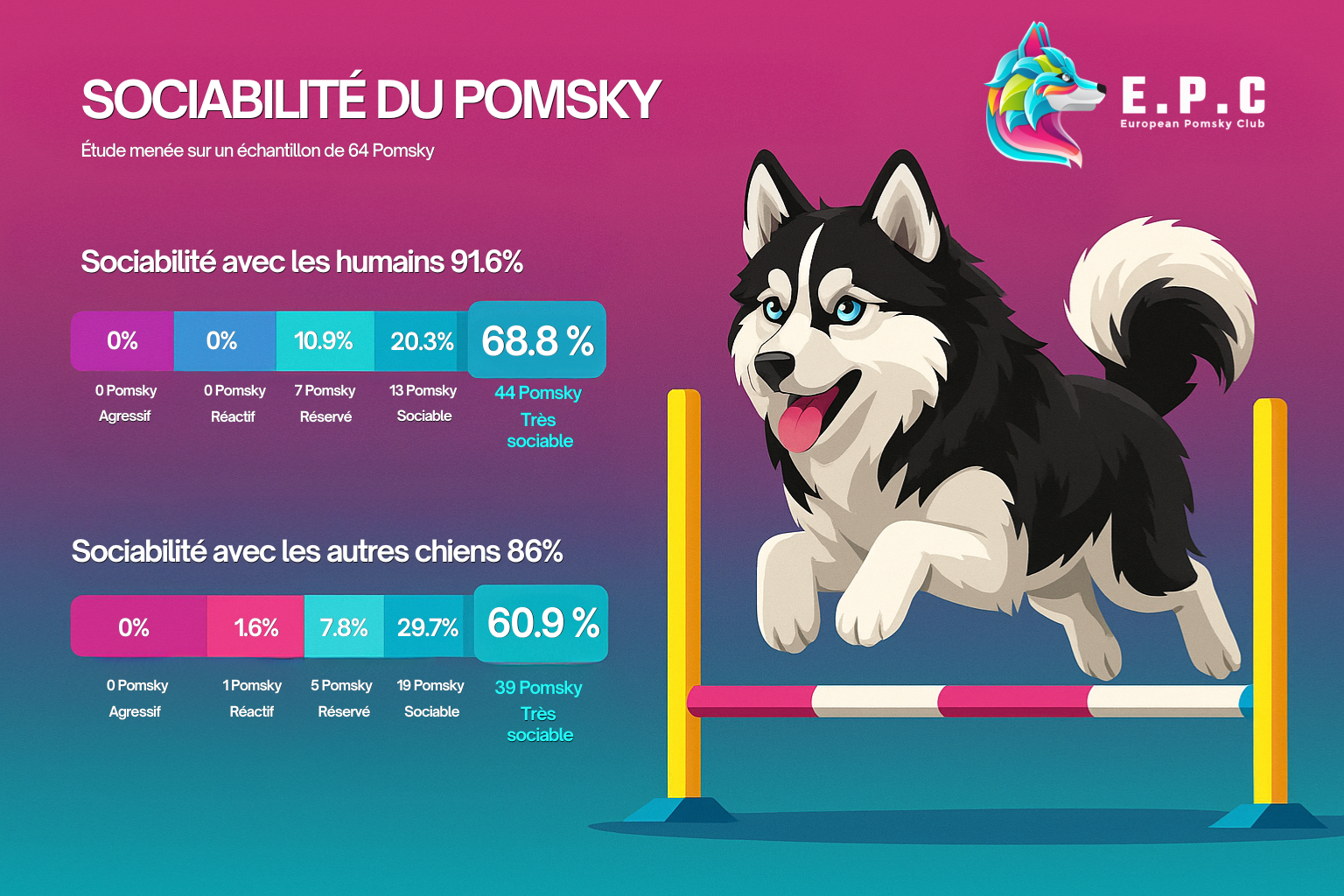 Le Pomsky est-il sociable