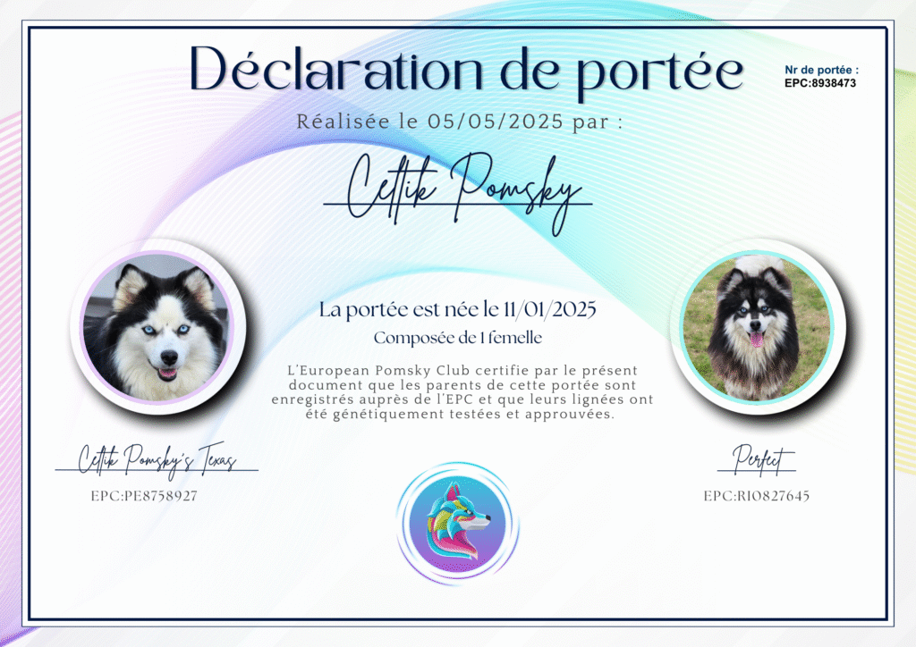 Pomsky déclaration de naissance -EPC8938473