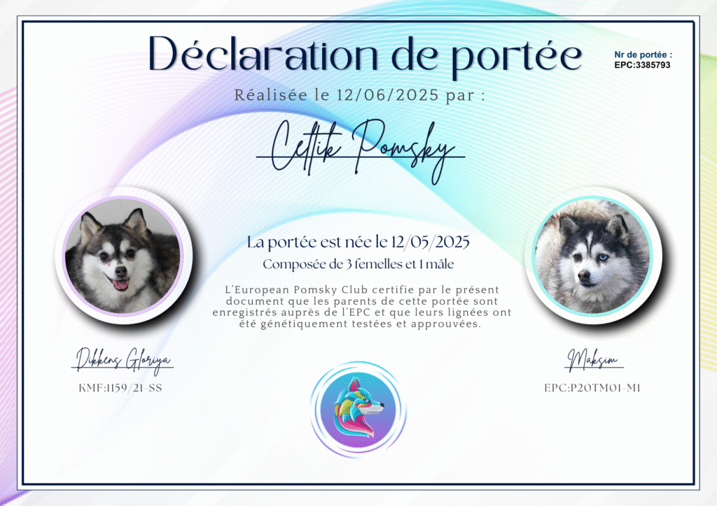 Pomsky naissance