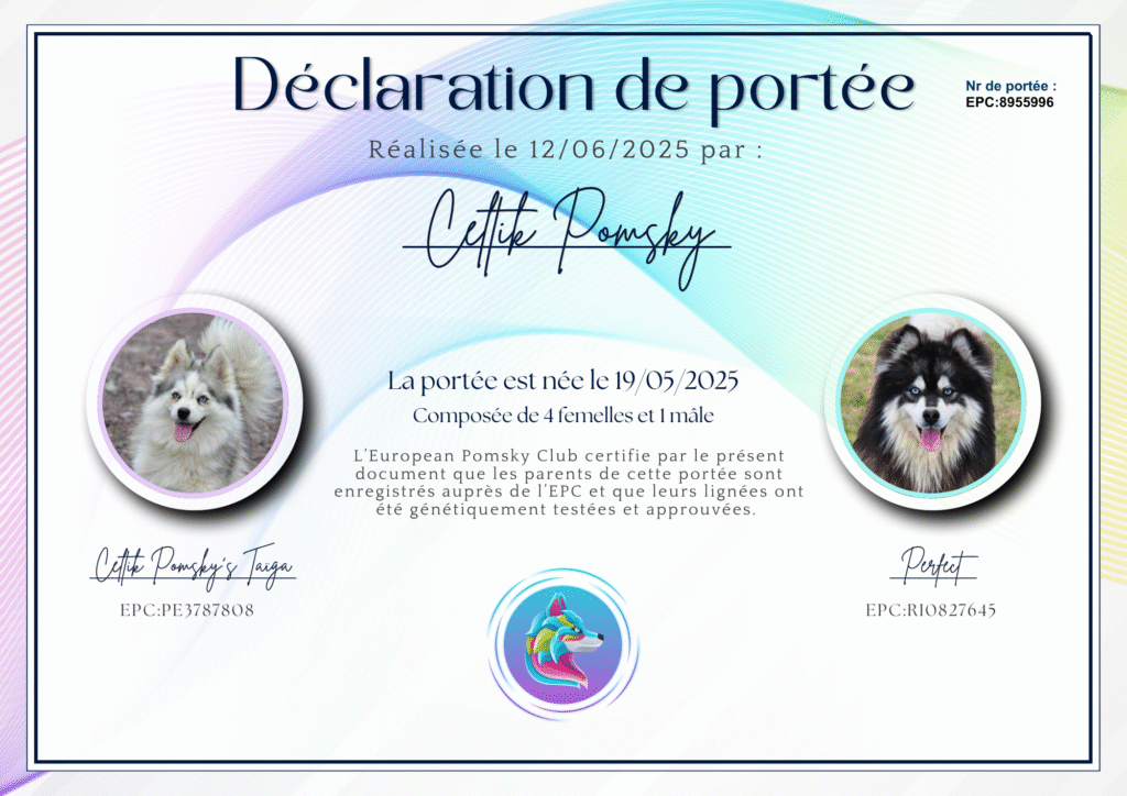 Pomsky naissance
