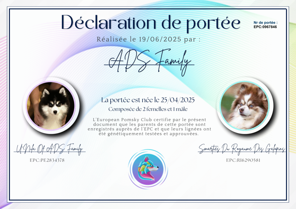 Pomsky naissance