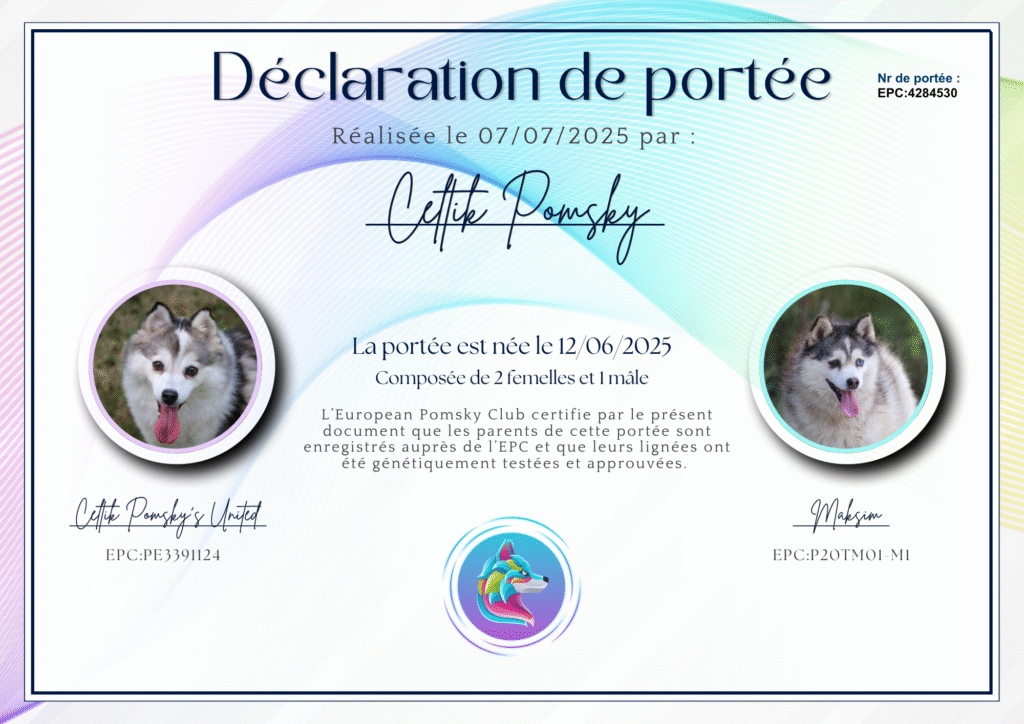 Pomsky naissance