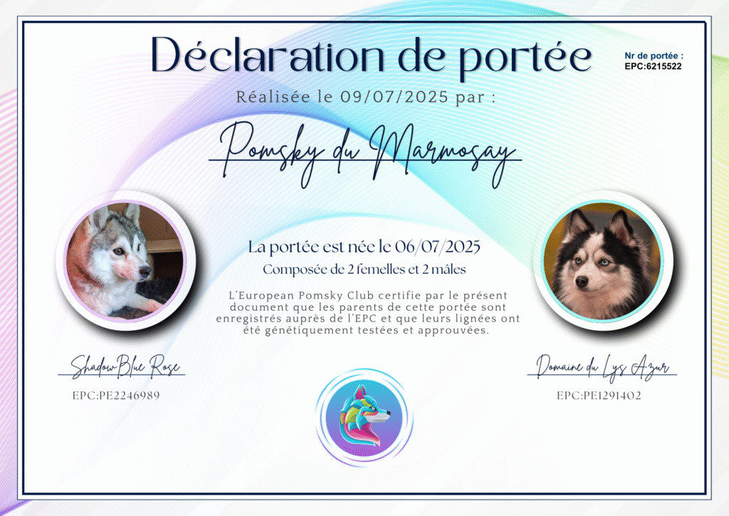 Pomsky naissance